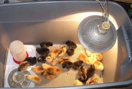 Brooder Lamp Height and Temperature Guide by Chick Age