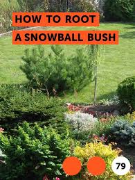 How to root android phone without any app. Learn How To Root A Snowball Bush How To Guides Tips And Tricks Snowball Plant Snowball Viburnum Plant Nursery