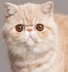 Exotic Shorthair Cat Breed Profile | Petfinder
