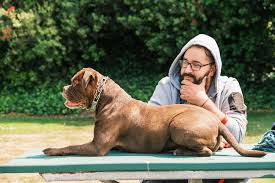 Medical — Blog 2 — California Bully Rescue