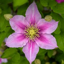 Check spelling or type a new query. Clematis Piilu Perennial Resource