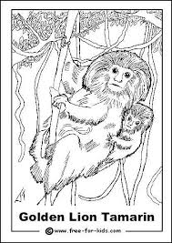 Your child will love coloring his favorite zoo animals. Endangered Animals Colouring Sheets Www Free For Kids Com