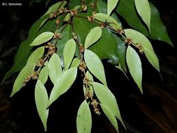 Image result for Cleistanthus