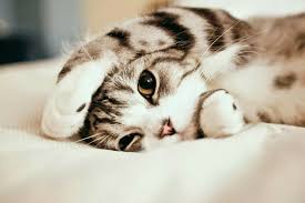 Melike Kus Adli Kullanicinin Scottish Fold Panosundaki Pin Kedi Scottish Fold Komik Kediler