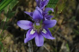 Image result for Babiana