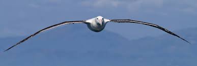 Northern Royal Albatross New Zealand Northern Royal Albatross Sea Animals