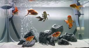 How intelligent is your goldfish? Pin On Fish Tangs