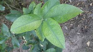 Image result for iron deficiency in trees