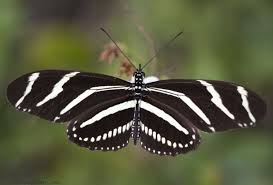 Black And White Striped Insect With Wings Deleita Tus Ojos Con Los Hermosos Colores De Estas Mariposas Butterfly Chrysalis Beautiful Butterflies Butterfly