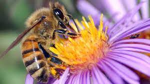 What is the interaction of insects and flowers? Lesson Plan Flowers Seeking Pollinators