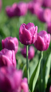 Download spring flowers wallpapers mobile for iphone, pc desktop, android, or mac. Iphone 11 Spring Wallpapers Wallpaper Cave