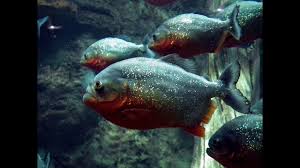 Piranhas In The Pews Rainforest Animals Amazon Rainforest Animals Amazon Animals