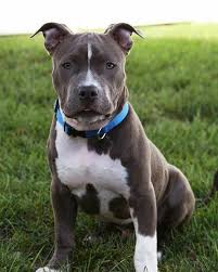 Animals Hashtag On Instagram Photos And Videos Pitbull Terrier Pitbull Dog Beautiful Dogs