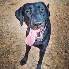 Guilford county, greensboro, nc id: A Little Nip And Tuck Does The Trick Ella Shore A Labrador Retriever With Recurrent Urinary Tract Infections Lawndale Veterinary Hospital