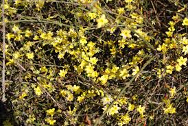 Image result for Jasminum nudiflorum