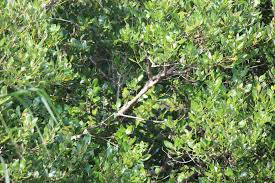 Image result for Avicenniaceae