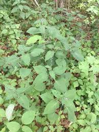 Image result for Fuirena leptostachya