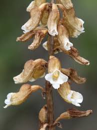 Image result for Gastrodia rwandensis