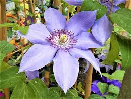 We did not find results for: Clematis Queen Of Climbers New Valley News
