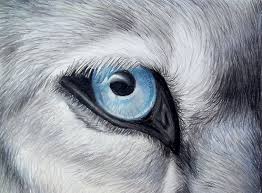 Black And Grey Wolf With Blue Eyes Icy Glance Silver Gray Wolf Blue Eye Colored Pencil Drawing Wolf Eye Drawing Wolf Eyes Color Pencil Drawing