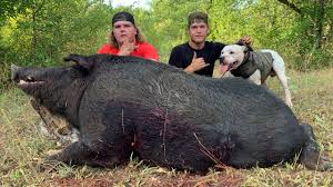 We have the proven equipment you need for hunting hogs. Huge 460 Pound Wild Boar Was Killed In Proctor By Two Friends During Wednesday Hunt Abc13 Houston
