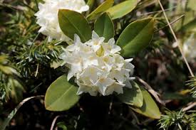 Image result for Thymelaeaceae