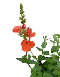Image result for Diascia