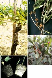 Image result for pseudomonas savastanoi pv nerii oleander symptoms