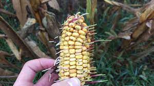 If you have planted just a few blocks of corn that you plan on eating fresh from the stalk, this is enough information to work with. Why Are Corn Kernels Germinating On The Ear Cropwatch University Of Nebraska Lincoln
