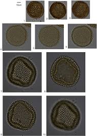 Image result for Celosia stuhlmanniana