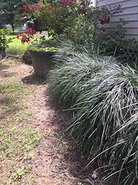 Today, monkeys are struggling hard to get a living place for them. Complete Guide To Monkey Grass How To Grow Care For Monkey Grass