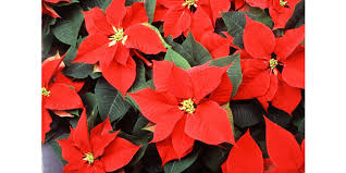 Maybe you would like to learn more about one of these? Poinsettia America S Most Popular Flower Morning Ag Clips