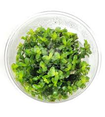 Image result for Rotala mexicana