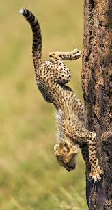 Skykishrain Cheetahs Running Wild Animals Pictures Animals Nature Animals