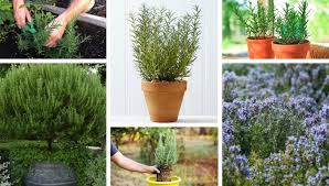 We did not find results for: 7 Secrets For Planting And Cultivating Rosemary In Pots And Your Garden My Desired Home