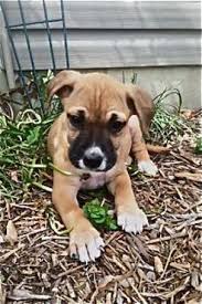 Is it safe to adopt a stray dog? Casey S Safe Haven Dog Adoption Event Geneva Il Patch