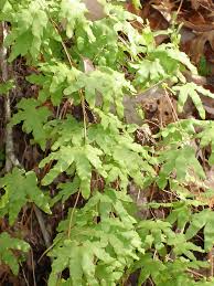 Image result for Lygodiaceae