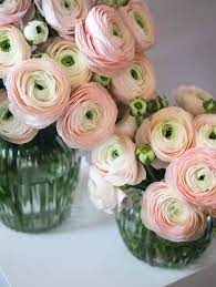 Flowerbx Ballet Slipper Ranunculus Luxury Flower Arrangement Flower Delivery Luxury Flowers