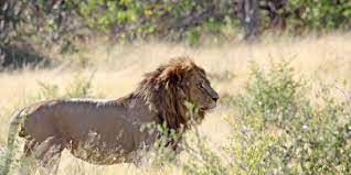 Khwai bush camp, moremi game reserve, botswana. Moremi Game Reserve Botswana Reisen Informationsportal