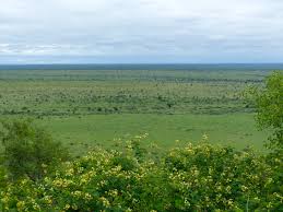 Image result for Acacia schweinfurthii