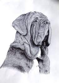 These giant dogs' bones and joints are prone to health issues. Neopolitan Mastiff Pen Ink Drawing