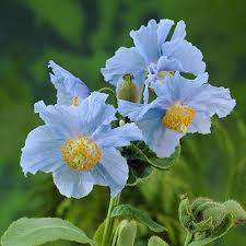 We did not find results for: Meconopsis Himalayan Blue Poppy Yougarden