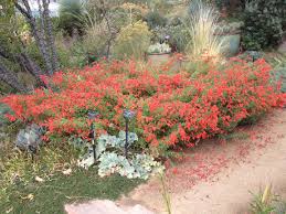 And the plants spread slowly, filling in without becoming a nuisance. 7 Of The Best Perennials For Fall Blooms In Denver Lot Lines