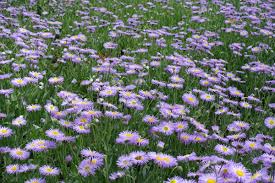 Image result for Erigeron steudelii