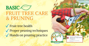 Pruning and training are two of the most important cultural practices for managing fruit trees and begins at planting. Basic Fruit Tree Care And Pruning Class 2 Regional Small Farms Washington State University
