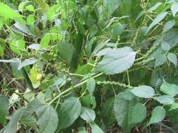 Image result for Ottelia cylindrica