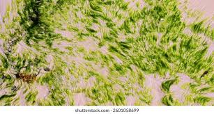 Image result for Zosteraceae