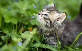 The year's hottest male cat name what is it about oliver? 100 Impressive Nature Inspired Cat Names Catvills