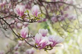 Image result for magnolia soulangeana