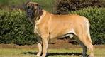 Mastiff Dog Breed Information, Pictures, Characteristics ...
